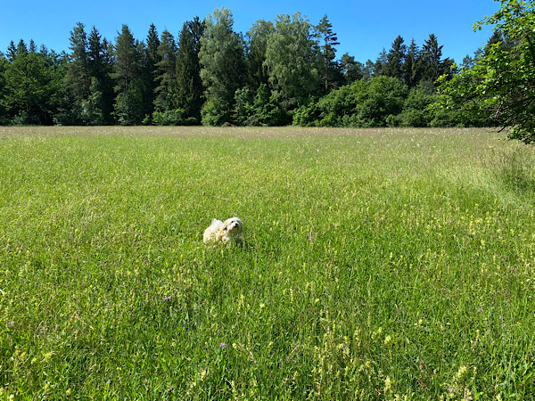 Kleiner Hund auf riesengroßer grüner Wiese.